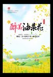 油菜花