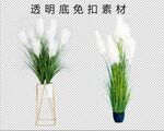 芦苇 