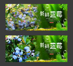 蓝莓