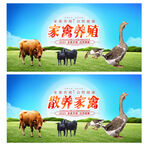 家禽养殖