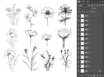 白描花卉