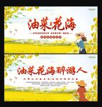 油菜花节
