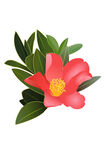 杜鹃花