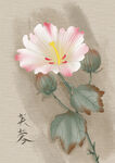 芙蓉花