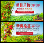 桑葚