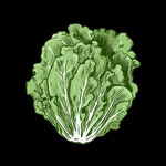 生菜