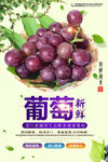 葡萄