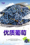 葡萄