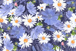 浅蓝野花