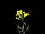 油菜花