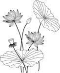 荷花 矢量图
