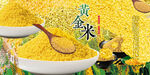 新鲜小米 