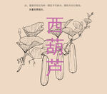 西葫芦