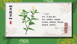 鱼腥草