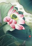 荷花