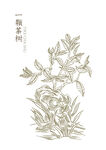 一颗茶树