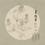 手绘夏枯草