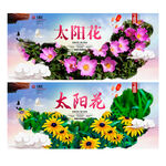 太阳花