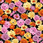 手绘菊花