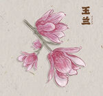 玉兰花 插画
