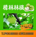 樟林林檎