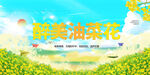 油菜花
