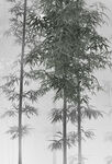 竹林
