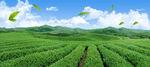 茶山