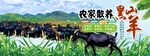 黑山羊
