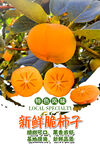 脆柿子