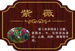 花草木 小区花木 造型