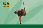 动物展板鸵鸟介绍绿色动物世界