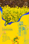 油菜花