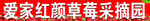 草莓采摘园