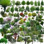效果图素材立面树园林绿化