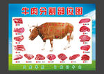 牛肉分割图