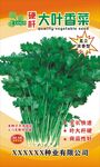 香菜种子展板