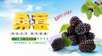 桑葚海报