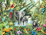动物热带雨林背景壁纸