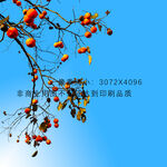 柿子枝