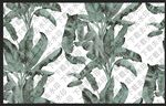 芭蕉叶
