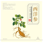 西洋参
