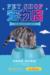 宠物