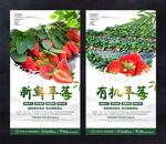 草莓