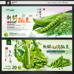 豌豆