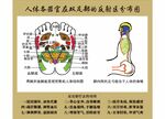 人体各器官在双足部的反射区分布