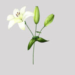 百合花