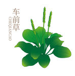 大车前草