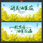 油菜花