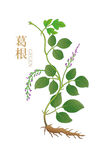 手绘葛根 葛根插画